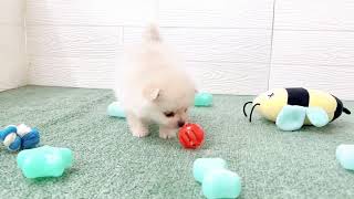 ポメラニアンの動画01