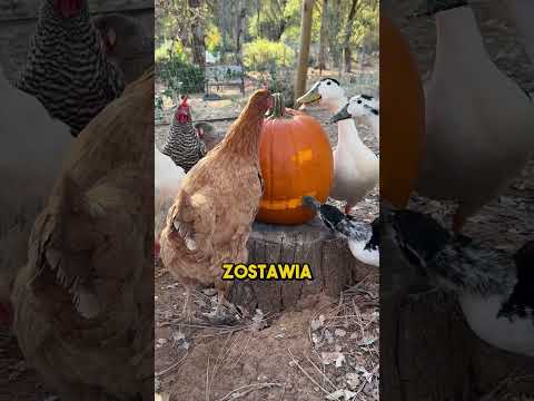Genialny trik na dynię halloweenową!