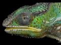 Jamie Lidell - Coma Chameleon