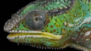 Jamie Lidell - Coma Chameleon