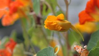 Something Stirs and Climbs Toward the Light