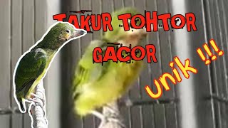 Download lagu Burung Unik || Anakan TohTor Gacor suara dahsyat || mp3