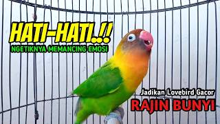 Download lagu Lovebird Ngekek Panjang PINTAR Memancing BUNYI, HATI HATI Lovebirdmu Pasti NYAUT mp3