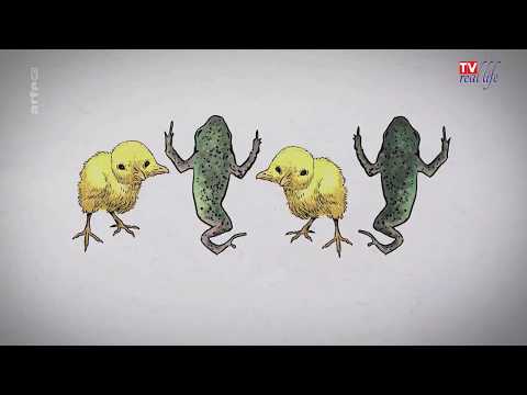 Video-Thumbnail von YouTube