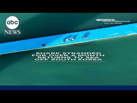 Shark stranded for over a month returns to sea off South Korea