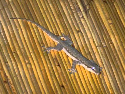 Gecko Sound in Bali