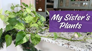 My Sister’s Plants Are THRIVING | Houseplant Tour