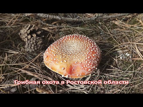 Грибная охота в Ростовской области