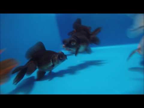 KOI 13 -- Butterflytail 10-12cm - schwarzes Teleskop Duo     *290