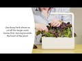 Click and Grow 3 vnt. papildymas - kininių kopūstų sėklos