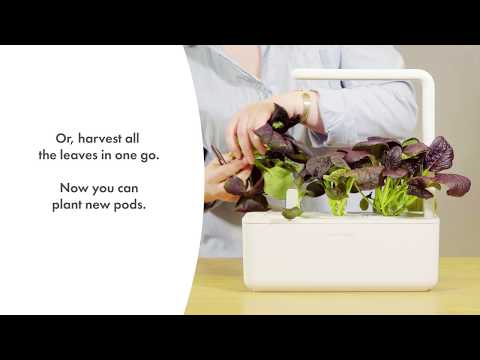 Click and Grow 3 vnt. papildymas - kininių kopūstų sėklos video