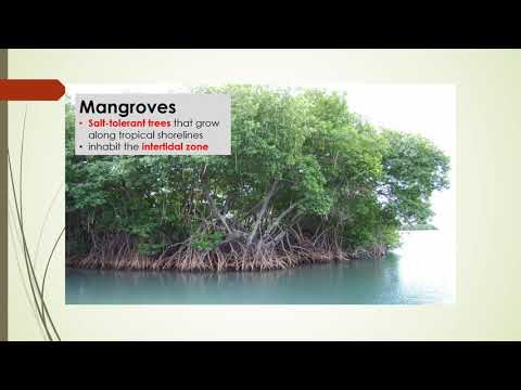 APES Unit 8.4 - Human Impacts on Wetlands and Mangroves