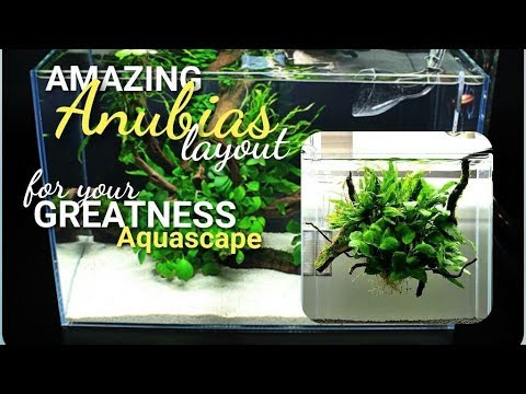 Amazing Anubias Aquascape Layout