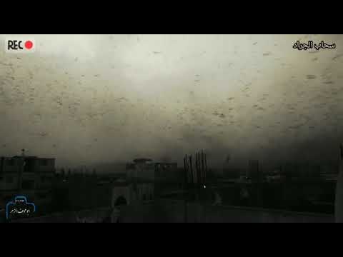 اول مره تجيا الجراد الا  ردفان منطقت (الحبيلين)