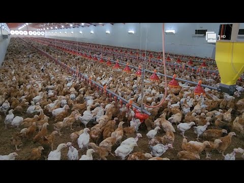 Radostinë, aty ku rriten zogjtë e fshatit/ Fermeri Driza ka ngritur në stabiliment me 200 mijë pula