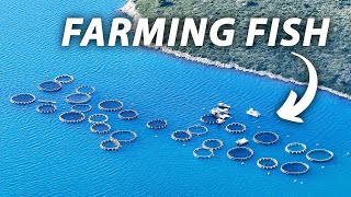 How Regenerative Ocean Farming works