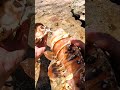 Giant Lobster Bare Hand Catch and Cook