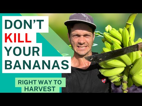 How to Cut Back and Prune Banana Tree the RIGHT WAY. Most Farmers don’t know this.