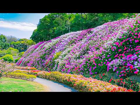 Summer Flower Tour 🌸 Walk Through the Most Beautiful Garden in Full Bloom