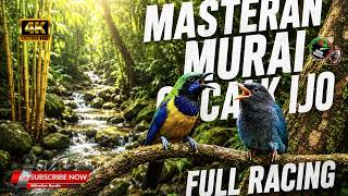 Download lagu KOMPILASI CUCAK CUNGKOK VERSUS TENGKEK BUTO FULL RACING MASTERAN MURAI DAN CUCAK IJO PEDAS JERNIH mp3 Download lagu KOMPILASI CUCAK CUNGKOK VERSUS TENGKEK BUTO FULL RACING MASTERAN MURAI DAN CUCAK IJO PEDAS JERNIH mp3