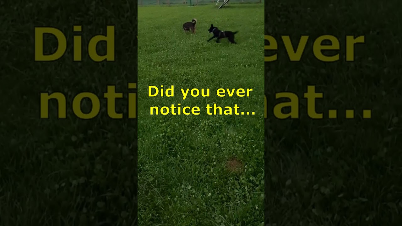 Funny Dog Quotes @ MotleyHoundMansion - Originalsound Lovimals