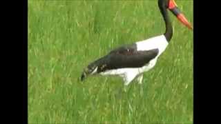 preview picture of video 'Saddle billed Stork Hunting'