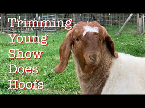 , title : 'Hoof Trimming A Young Show Doe (Boer Goats)'