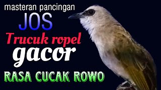 Download lagu Trucukan gacor ropel panjang rasa cucak rowo untuk pancingan masteran mp3 Download lagu Trucukan gacor ropel panjang rasa cucak rowo untuk pancingan masteran mp3