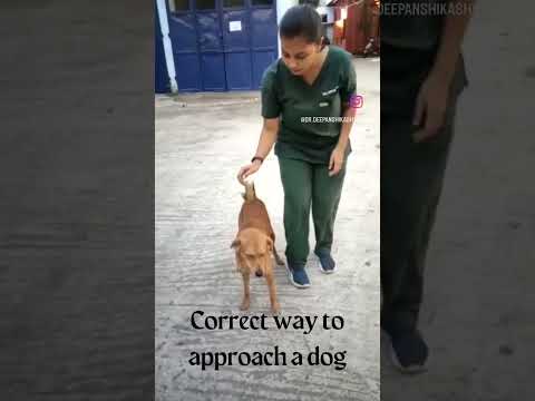 how to approach a new dog.??