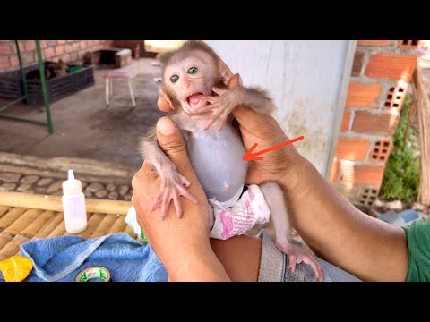 OMG - Monkey BiBi gets bloated when he drinks too much milk
