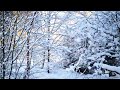 Winter Walk In Aberdeenshire Scotland UK Snow Fall In January 2026