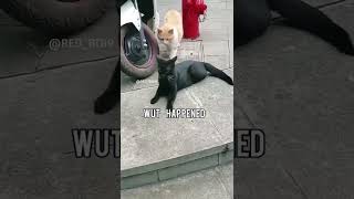 Ladies and gentlemen, we got him meme | Red Boi #shorts #memes