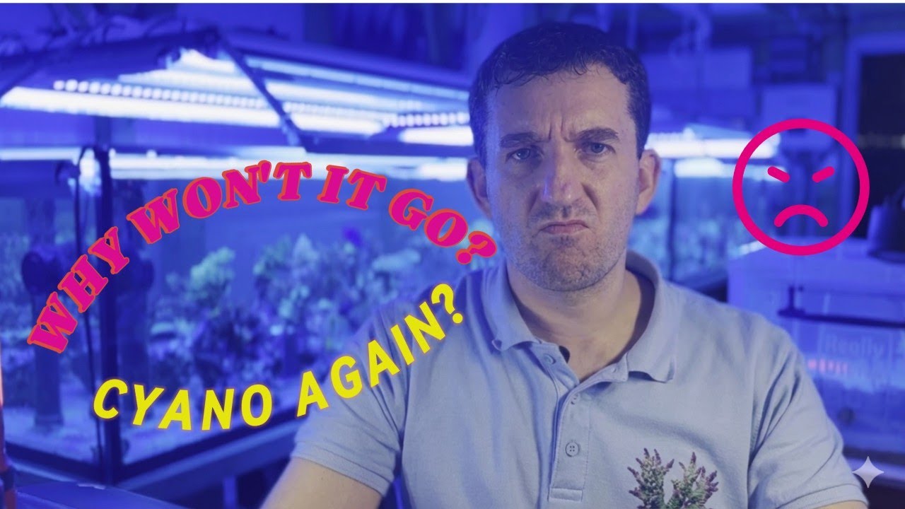 Cyano Kept Coming Back? High DOC Was the Problem — Catalytic Activated Carbon Fixed It