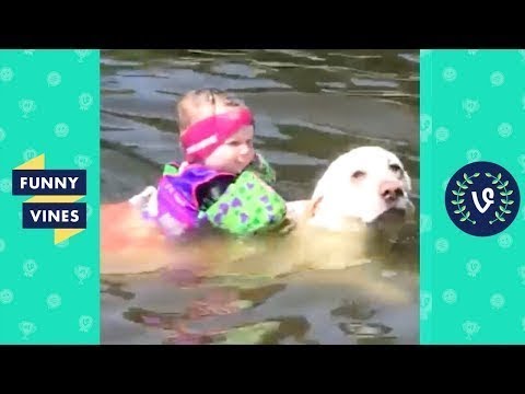 TRY NOT TO LAUGH - Funny Pets & Animal Videos | November 2018