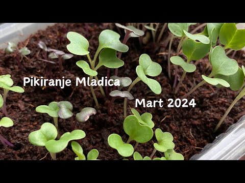 KAKO PIKIRATI Paradajz, Tiho, Zvukovi Prirode, Rasada Mart 2024 #bašta #domaće #rasada #paradajz