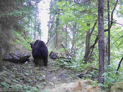 Medveď - Belianske Tatry