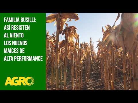 Familia Busilli: Así resisten al viento los nuevos maíces de alta performance