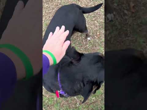 Dottie, an adoptable Pit Bull Terrier Mix in Centerville, TN_image-1