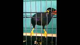 Download lagu Burung Beo nyuruh orang Ngopi, gacorannya mantab #shorts mp3