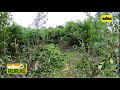 Abc Rural Manejos Culturales De Yerba Mate Con Siembra Directa