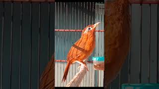 Download lagu PANCINGAN WAMBI BETINA mp3 Download lagu PANCINGAN WAMBI BETINA mp3