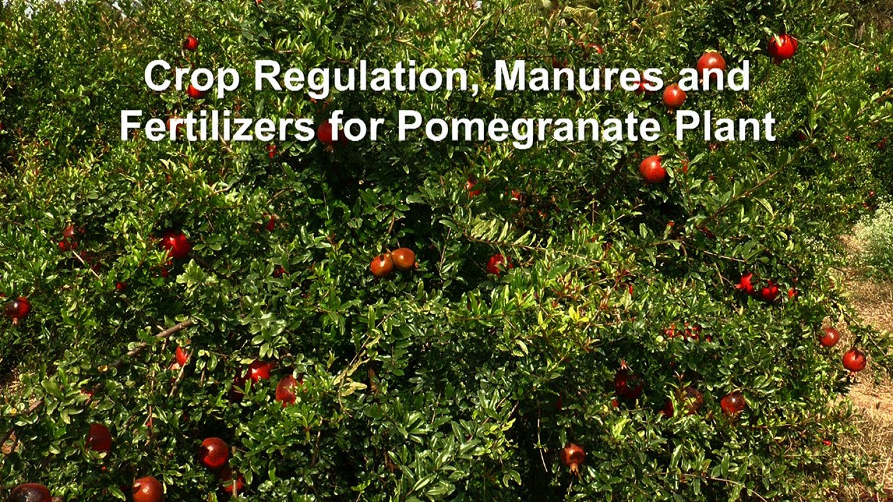 Crop Regulation, Manures and Fertilizers for Pomegranate Plant
