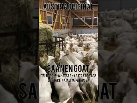 , title : 'Saanen goats - Зааненские козы - Saanenziege'