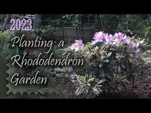 Planting a small Rhododendron garden | Rhododendron Ponticum Variegatum | Rhododendron Cosmopolitan
