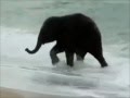 Happy Baby Sea Elephant On The Beach Vrolijke ...
