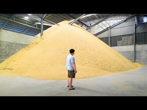 How Rice is Made in Thailand