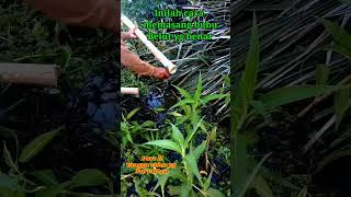 Download lagu cara memasang bubu belut #bubu #belut #viral #shorts mp3