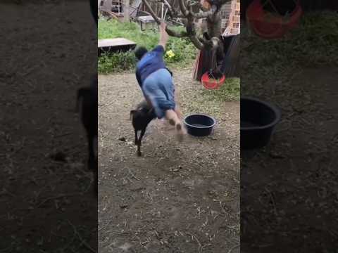 CARNEIRO CHICO QUEBRANDO OS MENINO KKK. #humor