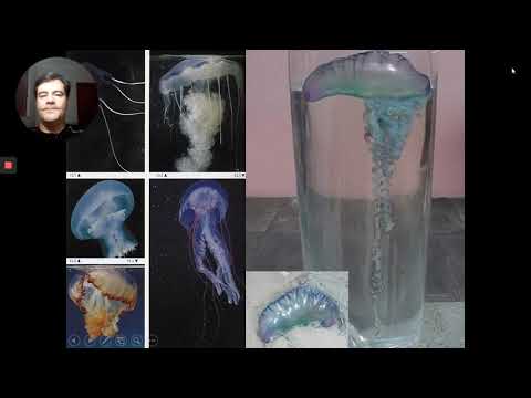 CNIDÁRIOS  (celenterados)