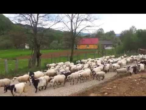 Oile Pleaca la Stana, Lapusul Romanesc 2/2